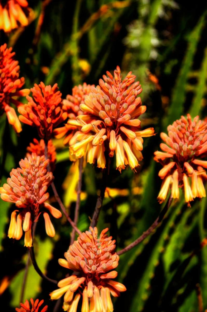 Yellow and Orange Flowers art print by George Johnson for $57.95 CAD