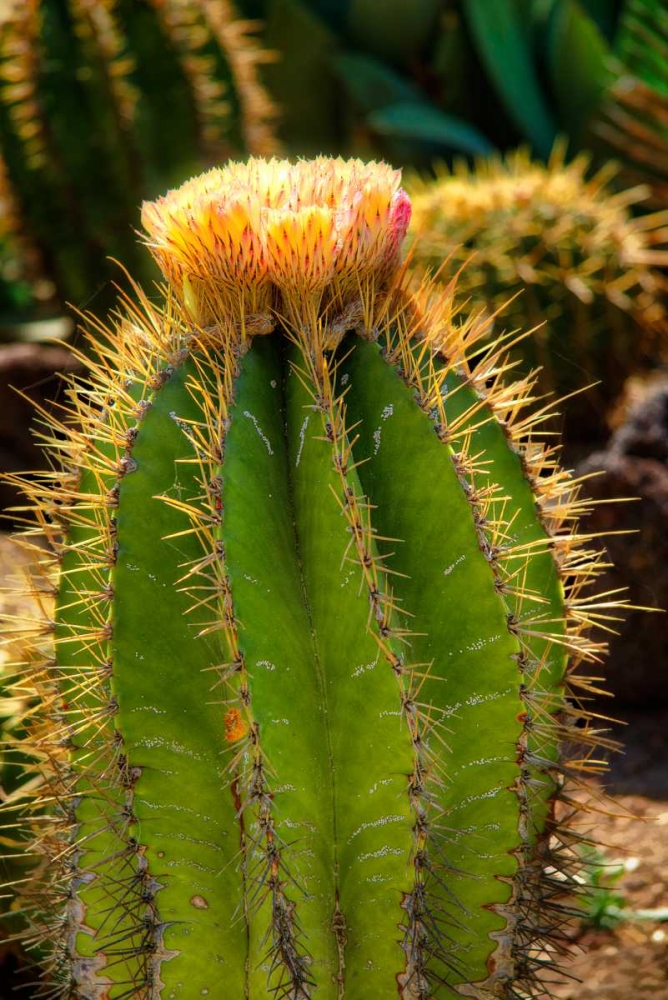 Cactus Flowers I art print by George Johnson for $57.95 CAD
