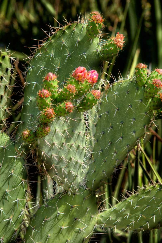 Cactus Flowers II art print by George Johnson for $57.95 CAD