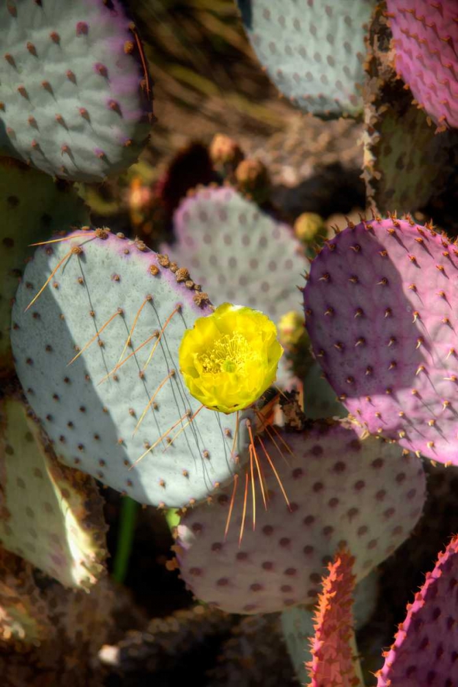 Cactus Flowers III art print by George Johnson for $57.95 CAD