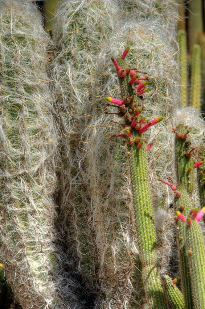 Cactus Flowers IV art print by George Johnson for $57.95 CAD