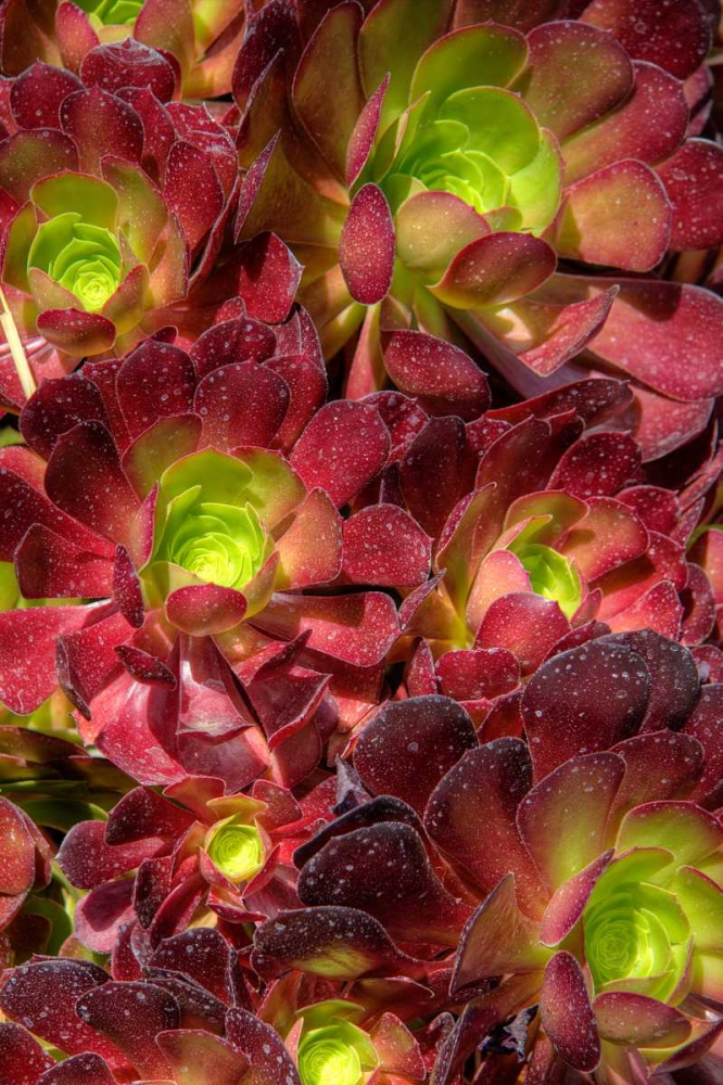 Green in Red Flower art print by George Johnson for $57.95 CAD