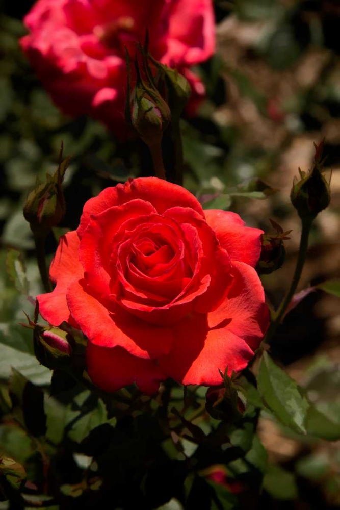 Red Rose art print by George Johnson for $57.95 CAD