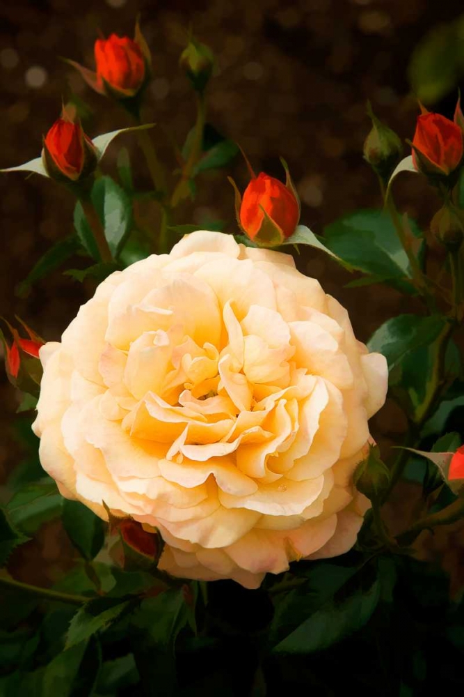 Yellow Rose art print by George Johnson for $57.95 CAD
