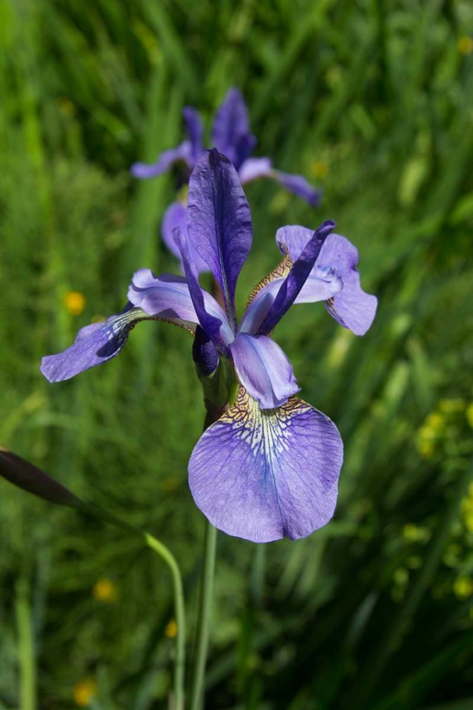 Blue Iris art print by George Johnson for $57.95 CAD