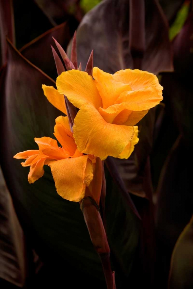 Orange Flower I art print by George Johnson for $57.95 CAD