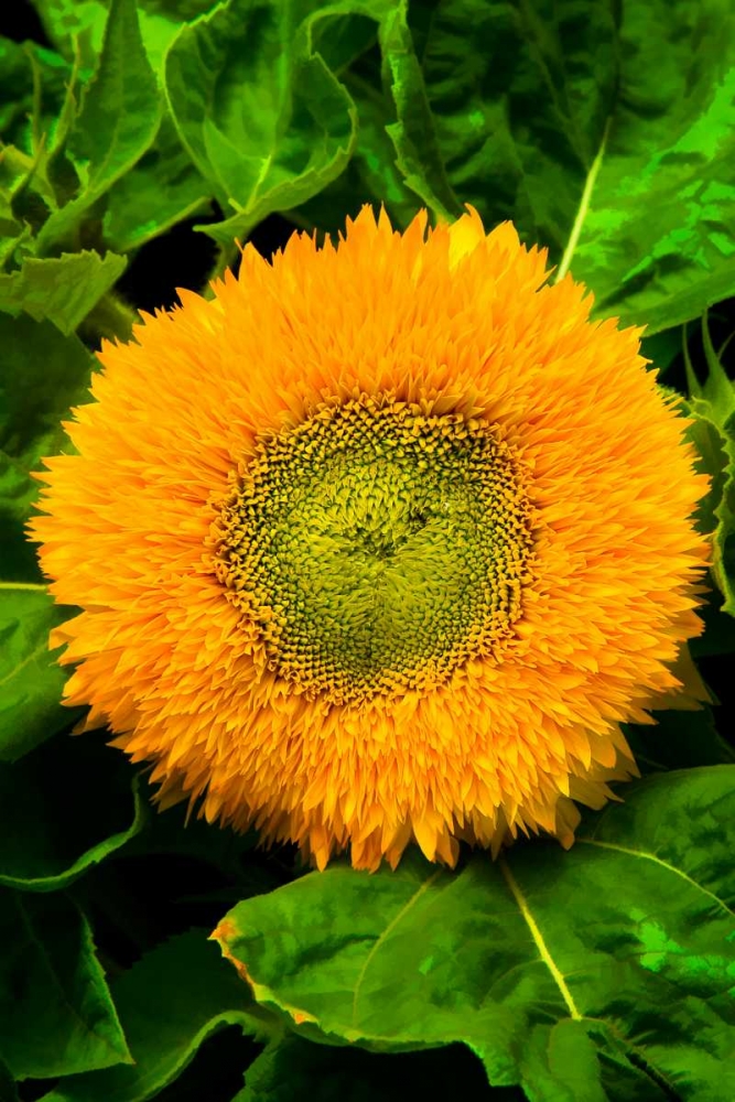 Orange Flower II art print by George Johnson for $57.95 CAD