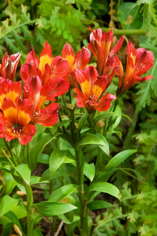 Red and Yellow Flowers art print by George Johnson for $57.95 CAD