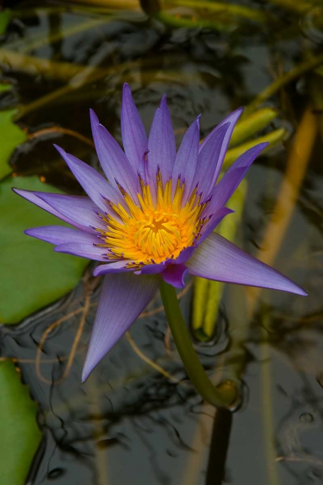 Purple Water Lilies I art print by George Johnson for $57.95 CAD