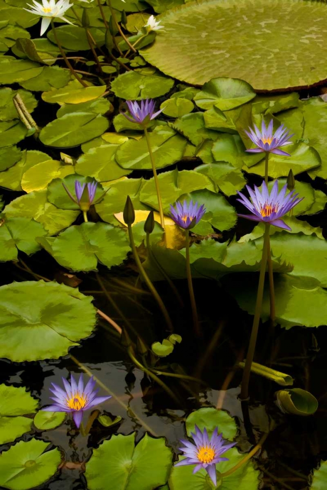 Purple Water Lilies II art print by George Johnson for $57.95 CAD