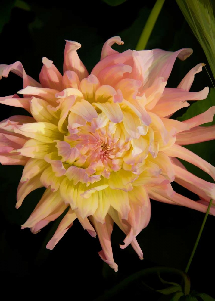 Pink and Yellow Dahlia art print by George Johnson for $57.95 CAD