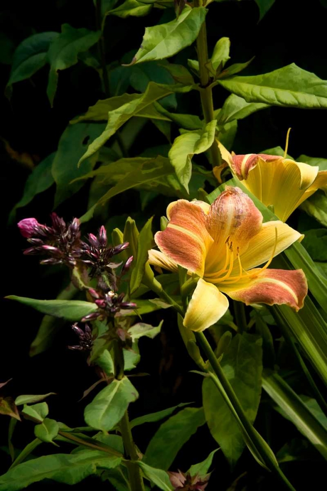Pink and Yellow Lily art print by George Johnson for $57.95 CAD