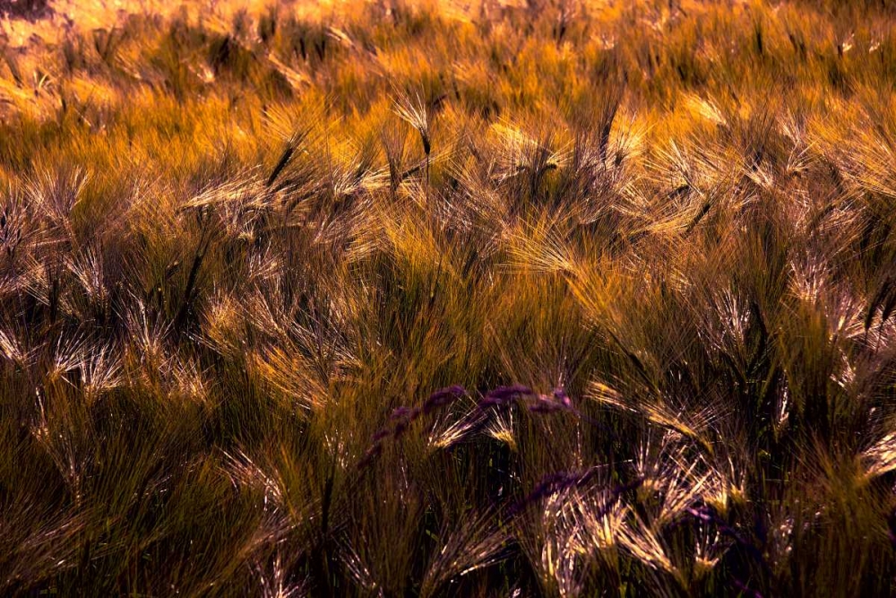 Golden Grain art print by George Johnson for $57.95 CAD