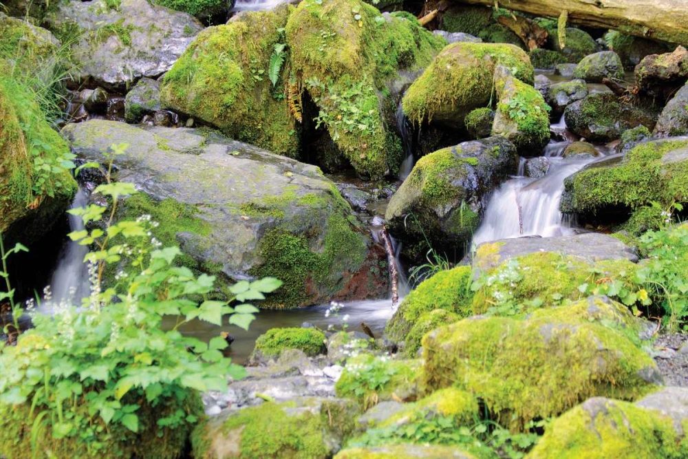 Lake Quinalt small falls art print by George Johnson for $57.95 CAD