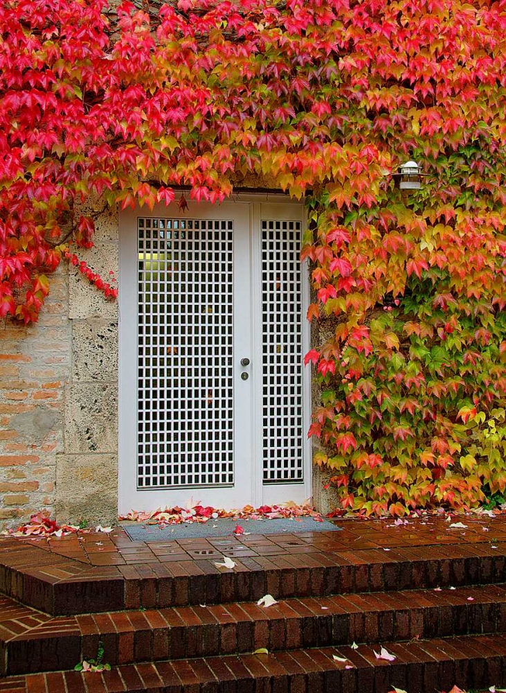 Augustine Door and Ivy art print by George Johnson for $57.95 CAD