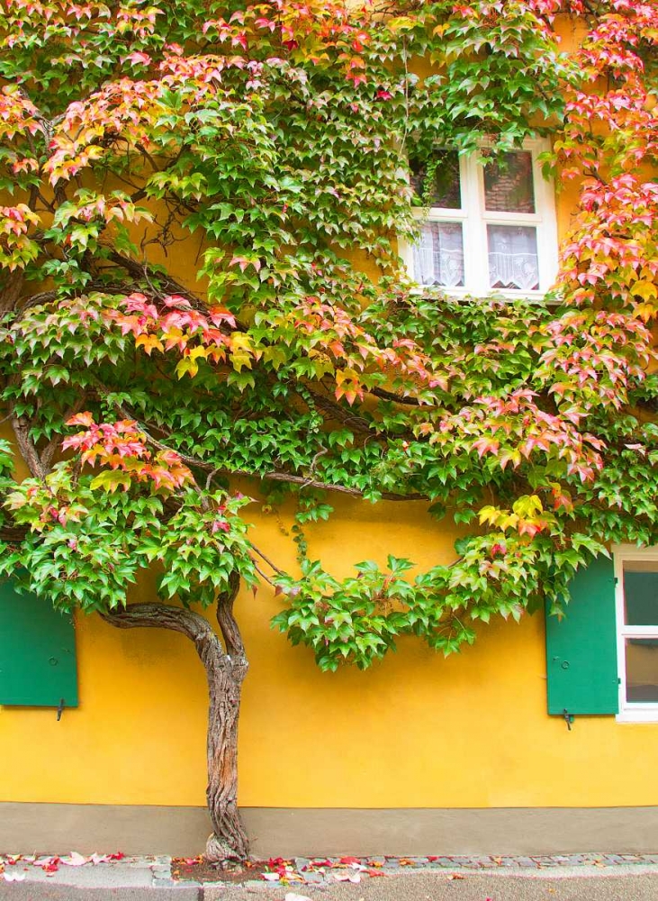 Augsburg Tree and Windows art print by George Johnson for $57.95 CAD