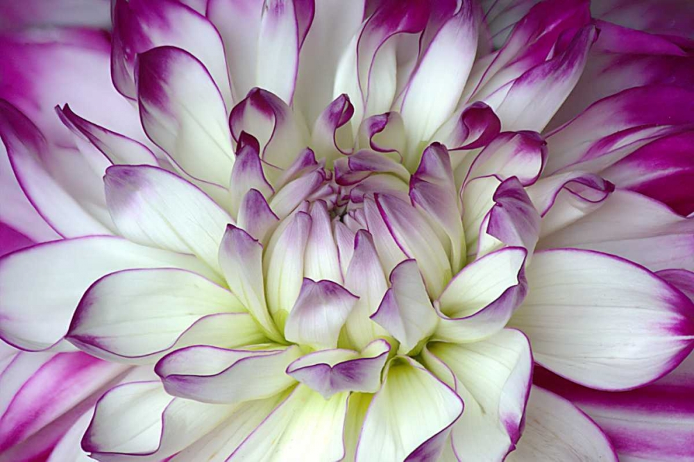Purple and White Dahlia art print by George Johnson for $57.95 CAD