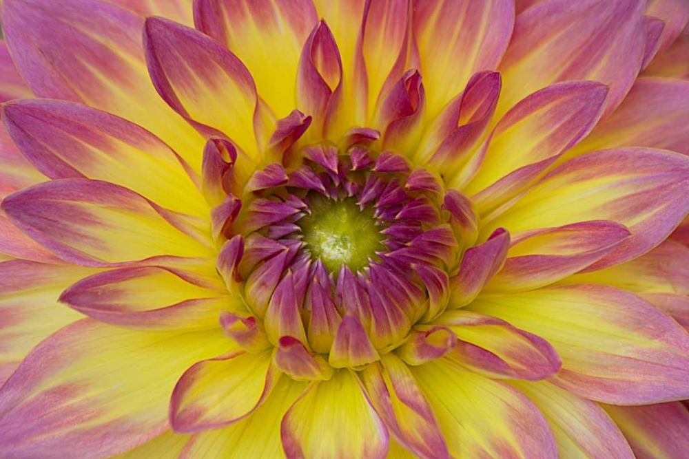 Purple and Yellow Dahlia art print by George Johnson for $57.95 CAD