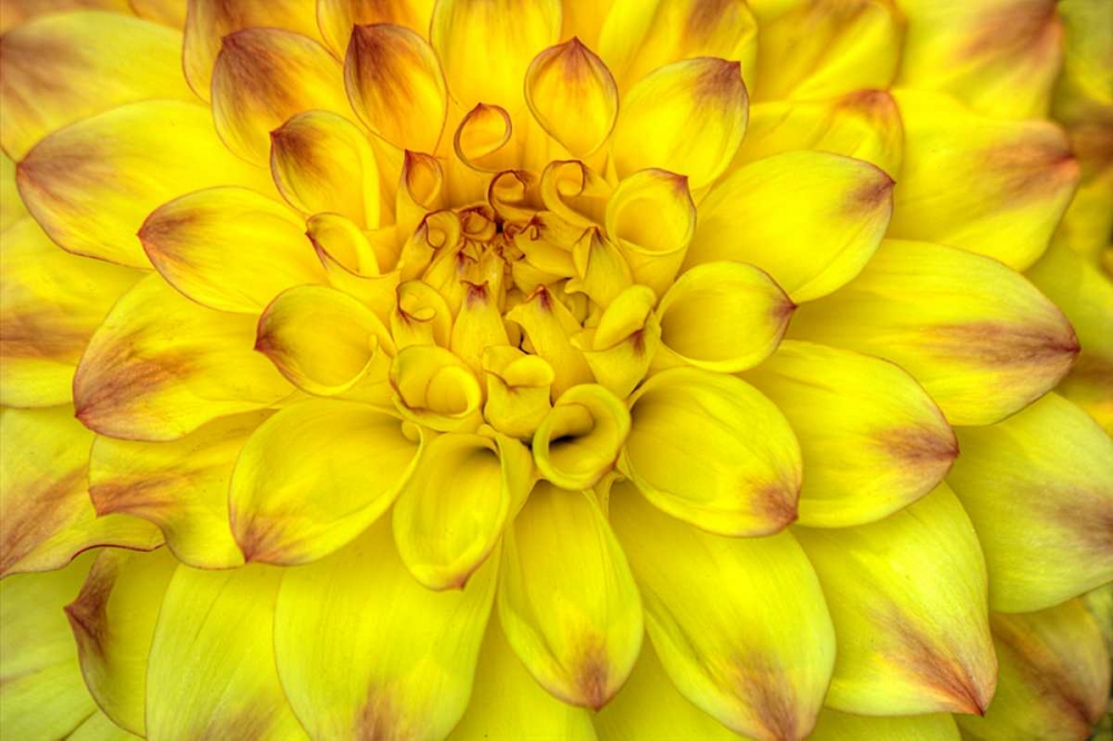 Red Tip Dahlias art print by George Johnson for $57.95 CAD