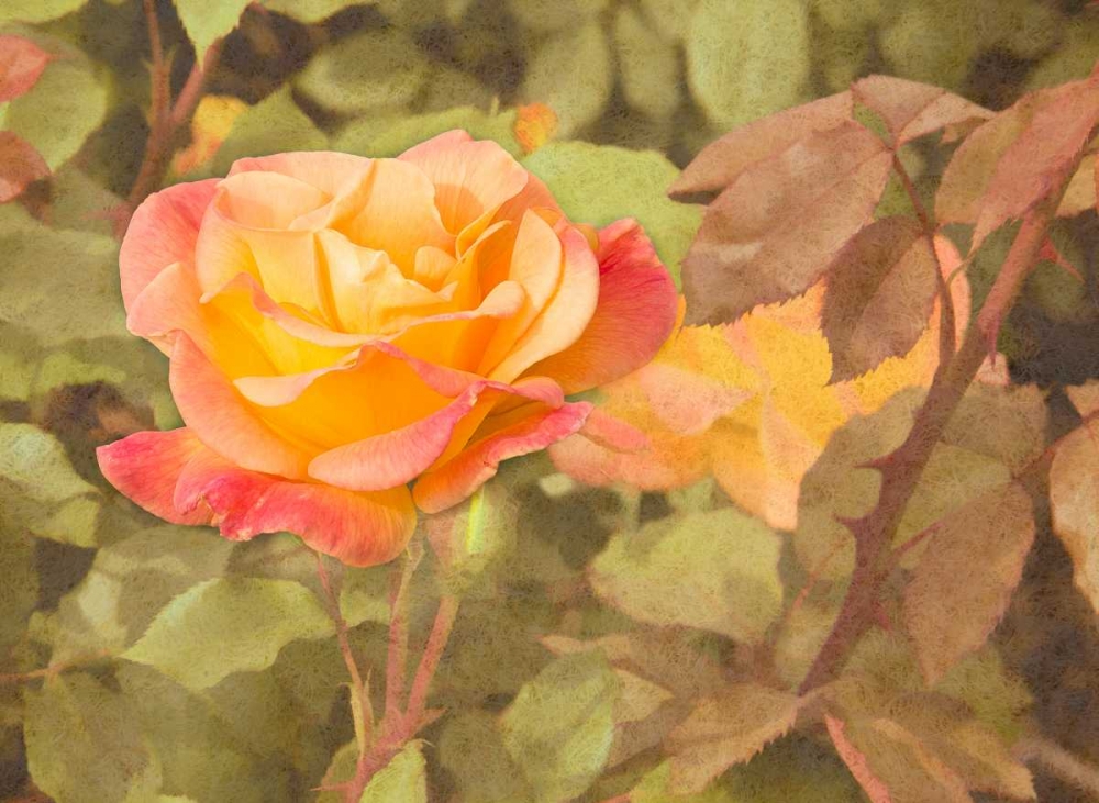 Sunset Rose art print by George Johnson for $57.95 CAD