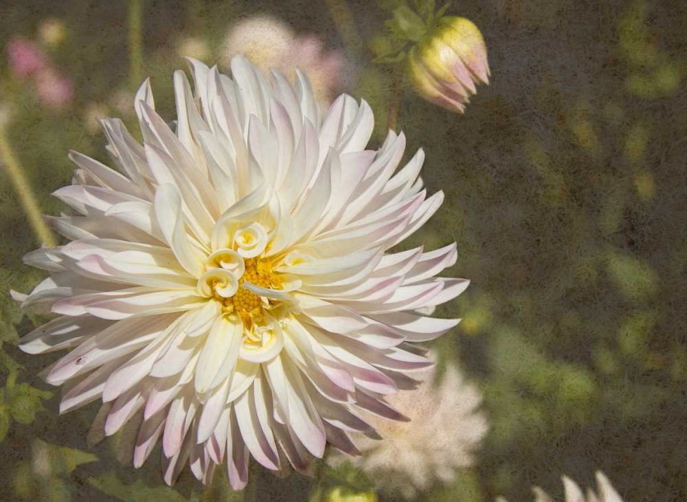 Curley Dahlia art print by George Johnson for $57.95 CAD