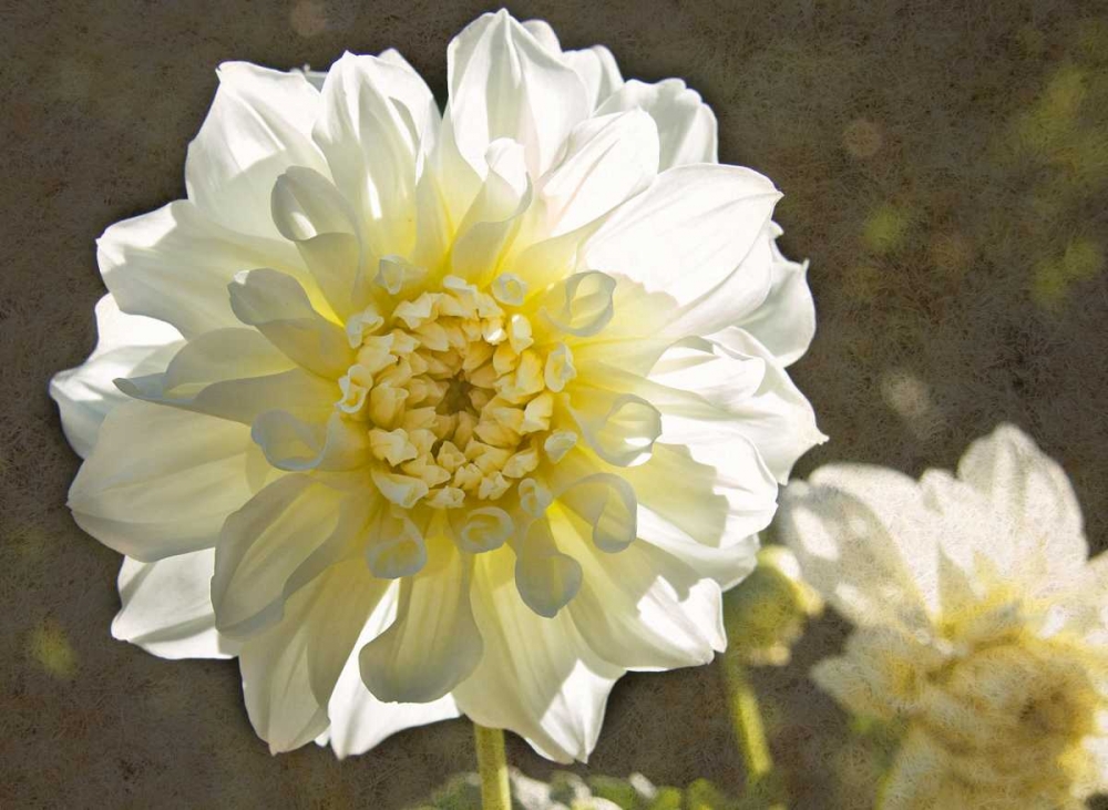 Kaleidoscope Dahlia art print by George Johnson for $57.95 CAD