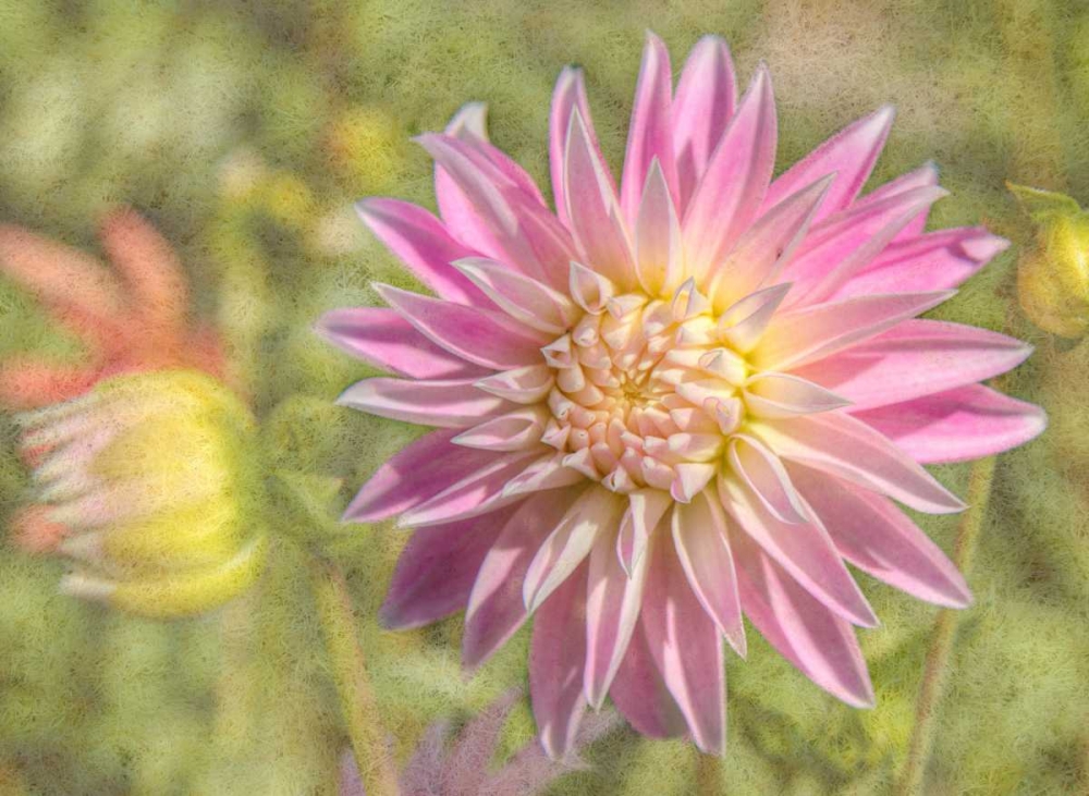 Garden Dahlias art print by George Johnson for $57.95 CAD