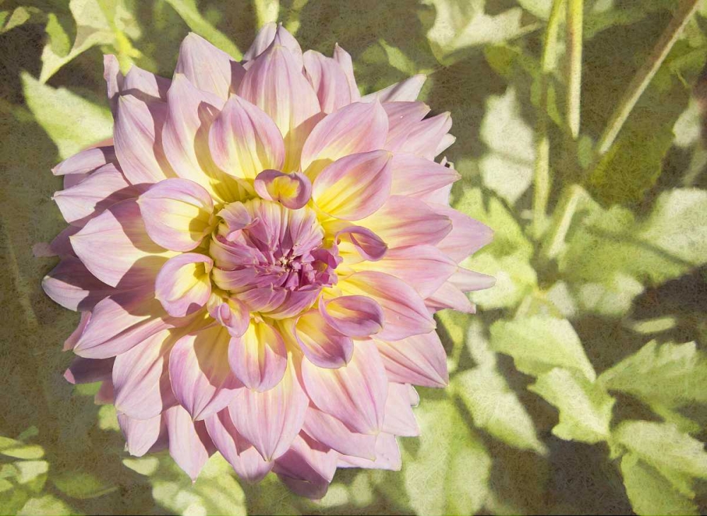 Garden Dahlias II art print by George Johnson for $57.95 CAD