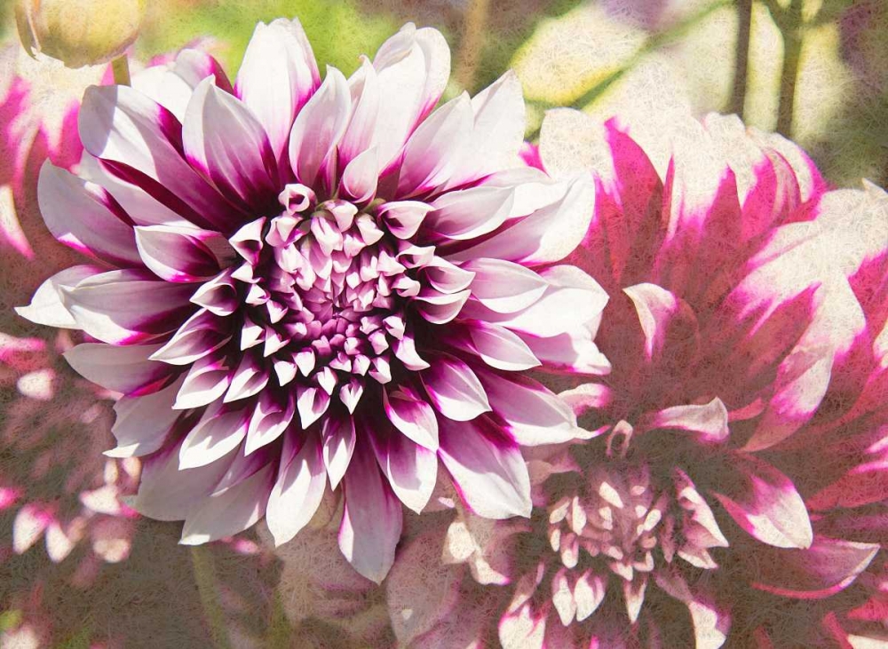 Garden Dahlias III art print by George Johnson for $57.95 CAD