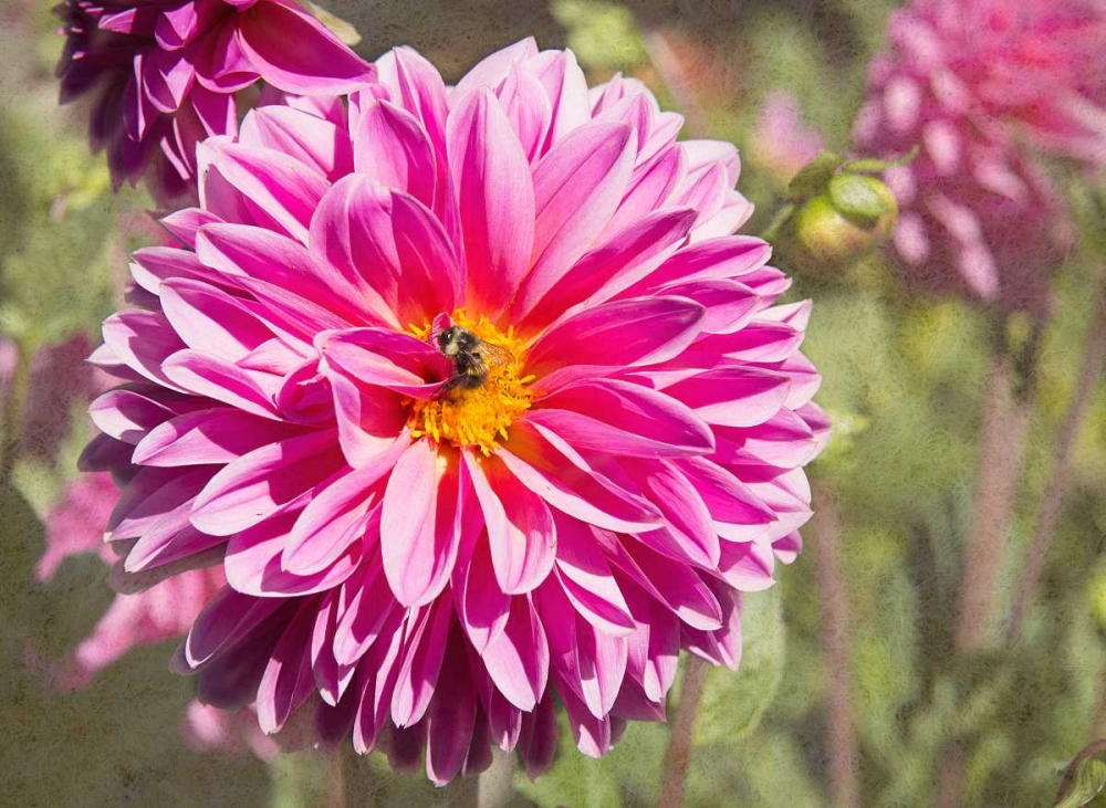 Garden Dahlias IV art print by George Johnson for $57.95 CAD