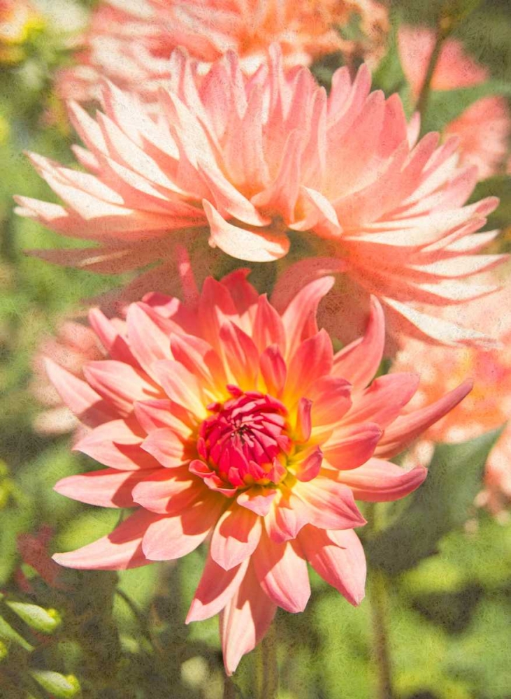 Garden Dahlias V art print by George Johnson for $57.95 CAD