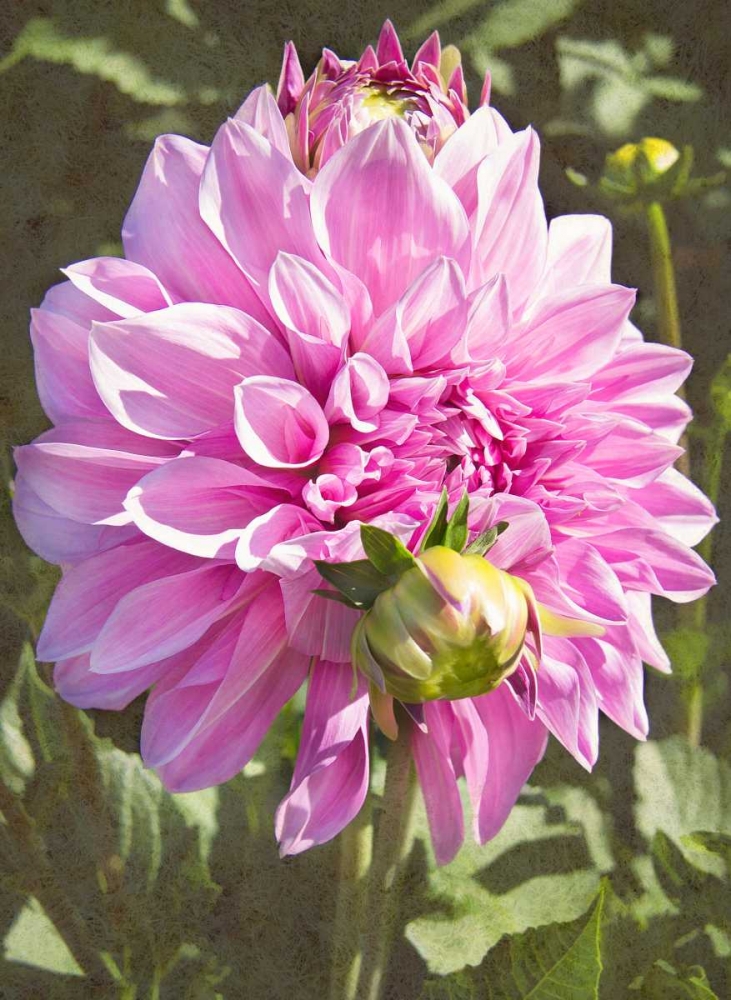Garden Dahlias VI art print by George Johnson for $57.95 CAD