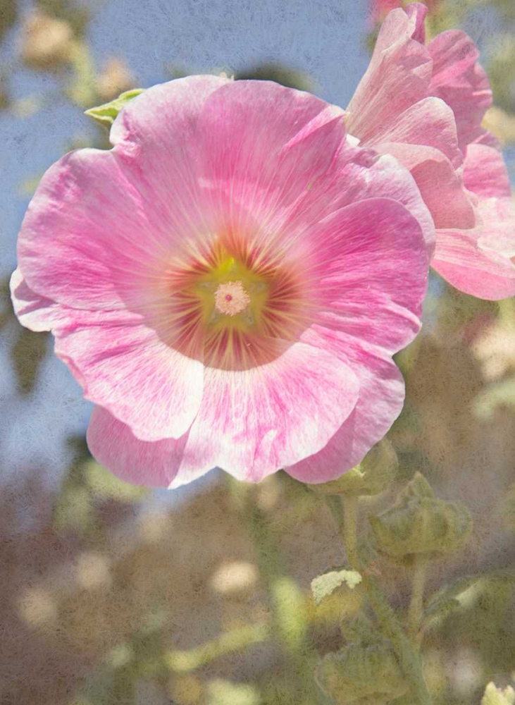 Good Morning Flower art print by George Johnson for $57.95 CAD