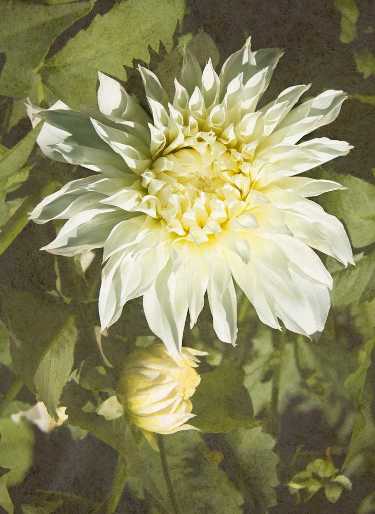 Garden Dahlias VII art print by George Johnson for $57.95 CAD