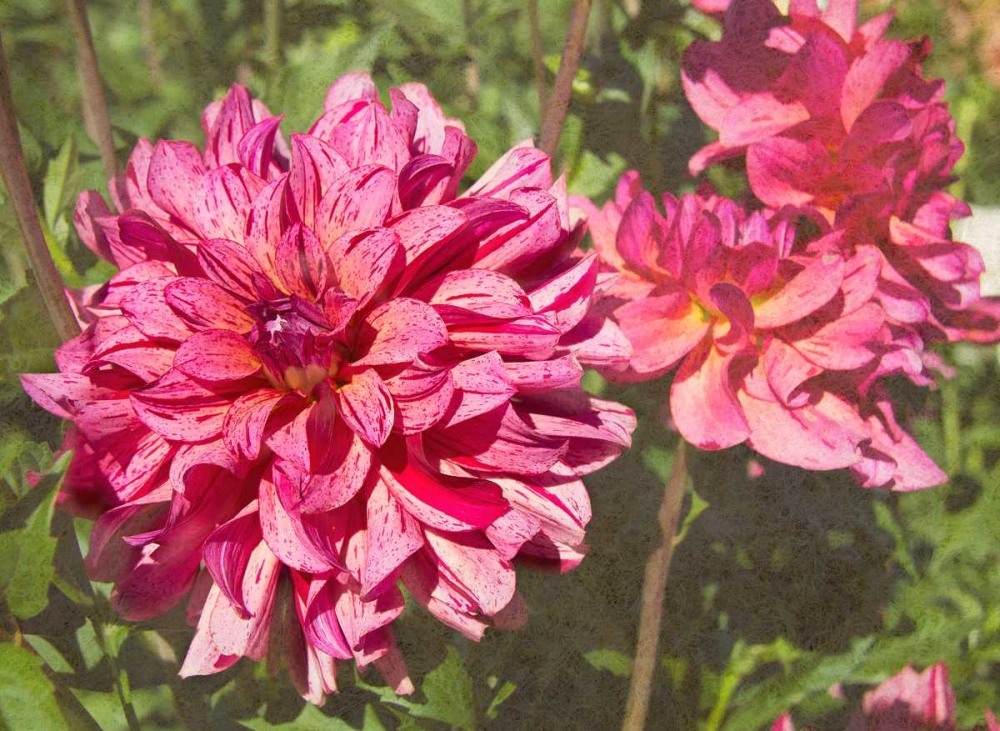 Garden Dahlias VIII art print by George Johnson for $57.95 CAD