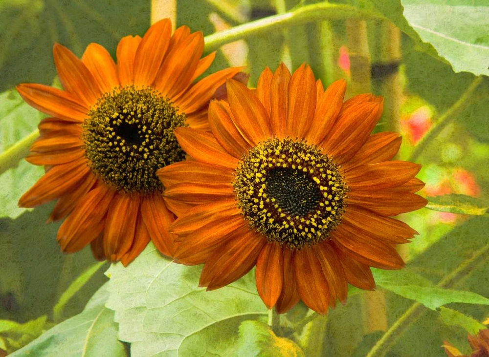 New Zeal and Sunflower art print by George Johnson for $57.95 CAD