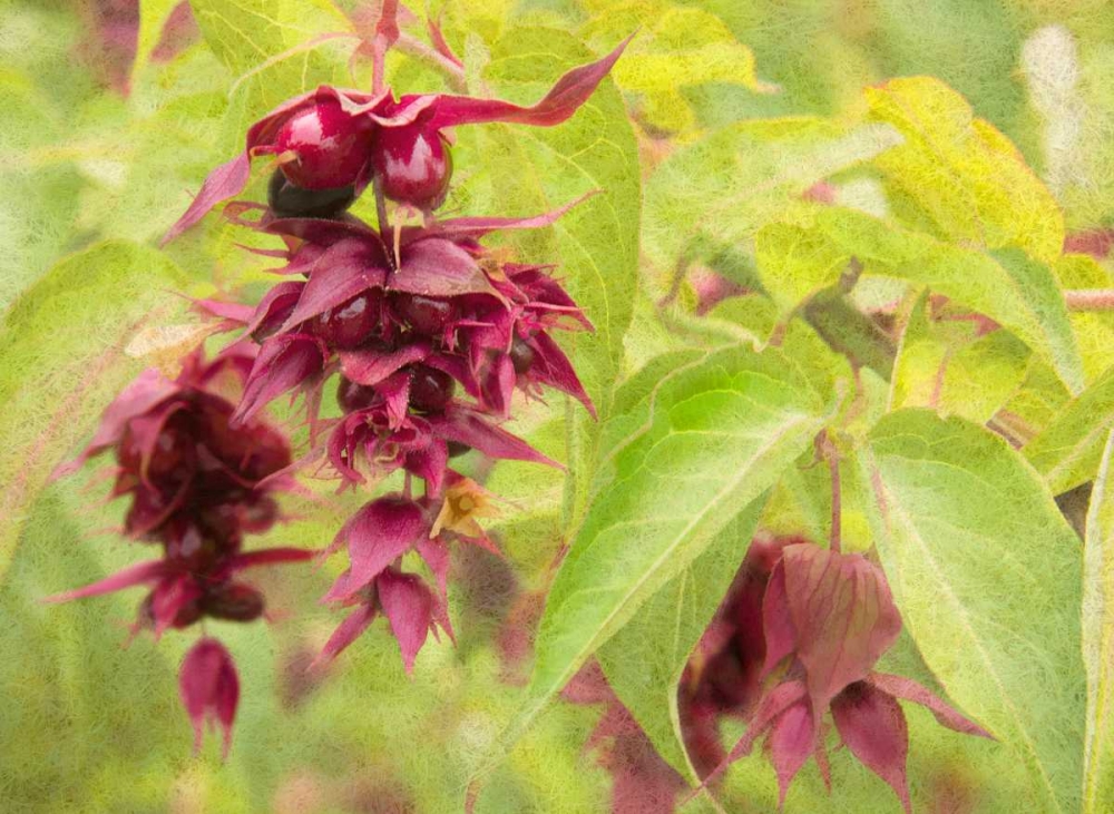 Red Berries and Green Leaves art print by George Johnson for $57.95 CAD