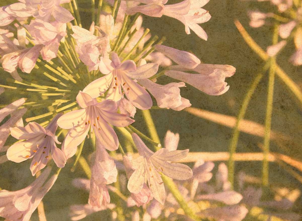 Sunset Flower art print by George Johnson for $57.95 CAD