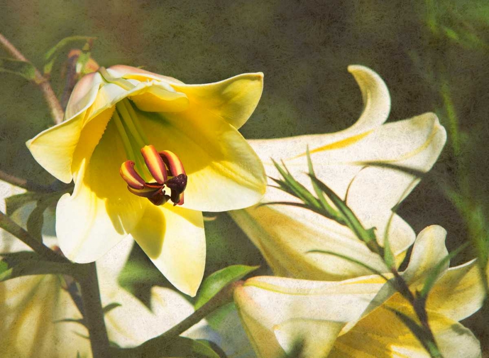 Garden Lilies art print by George Johnson for $57.95 CAD