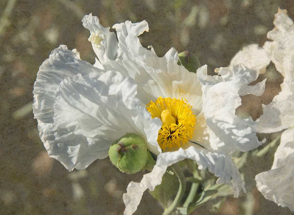 Garden Poppies art print by George Johnson for $57.95 CAD