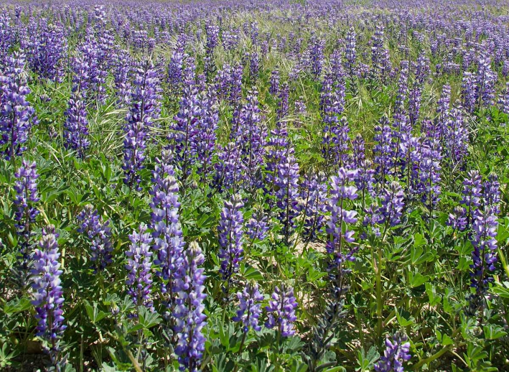 Field of Lupens art print by George Johnson for $57.95 CAD