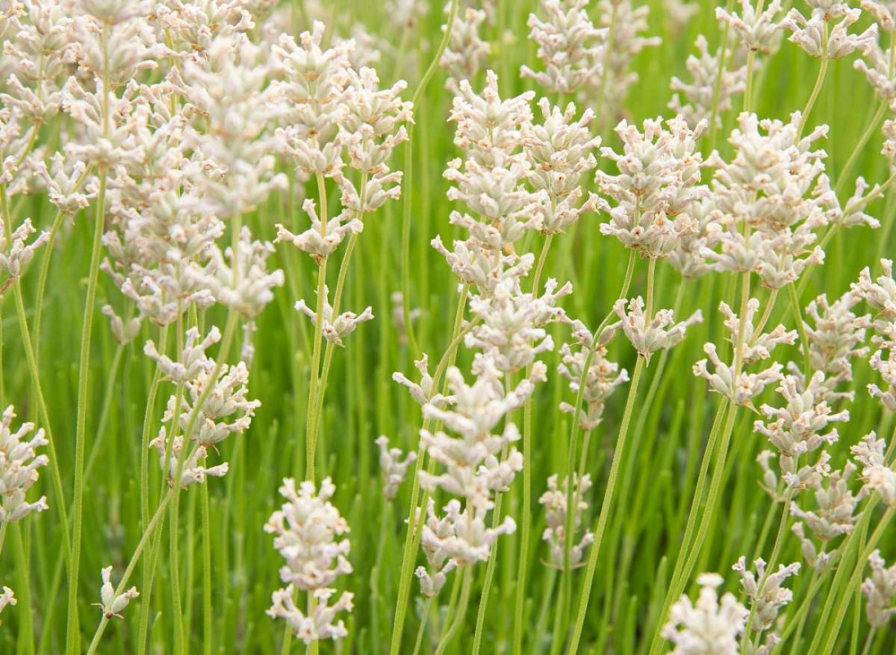 White on Green Field art print by George Johnson for $57.95 CAD