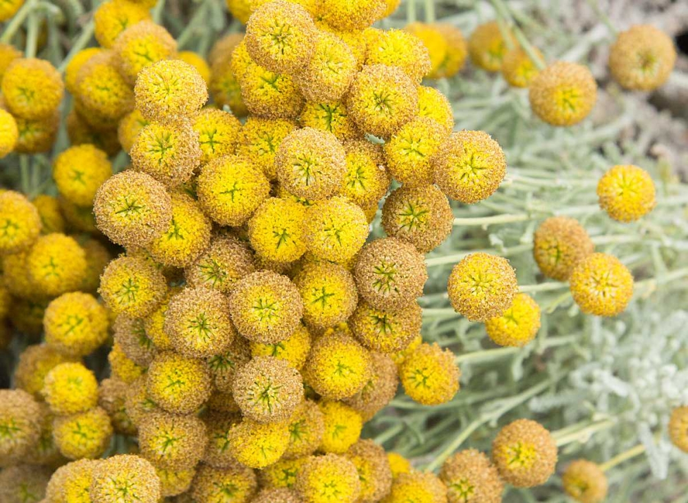 Yellow Puff Balls art print by George Johnson for $57.95 CAD