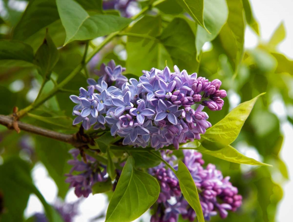 Karens Lilac art print by George Johnson for $57.95 CAD
