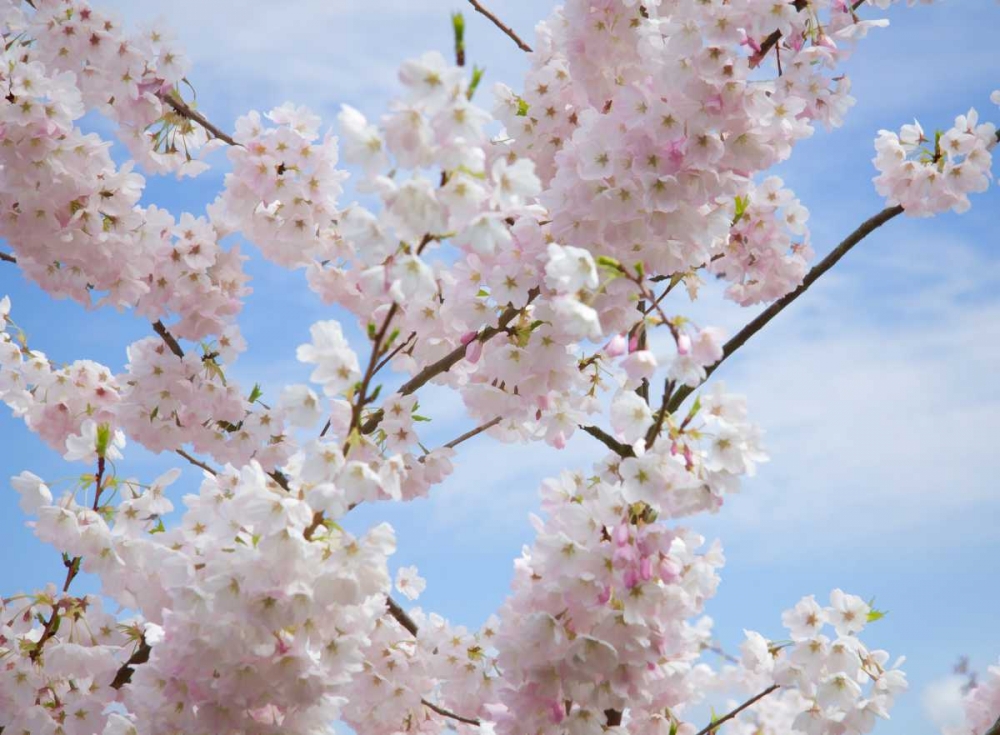 Spring Blossoms art print by George Johnson for $57.95 CAD