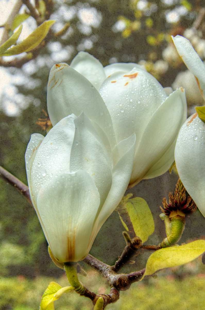 White Tulip Tree II art print by George Johnson for $57.95 CAD