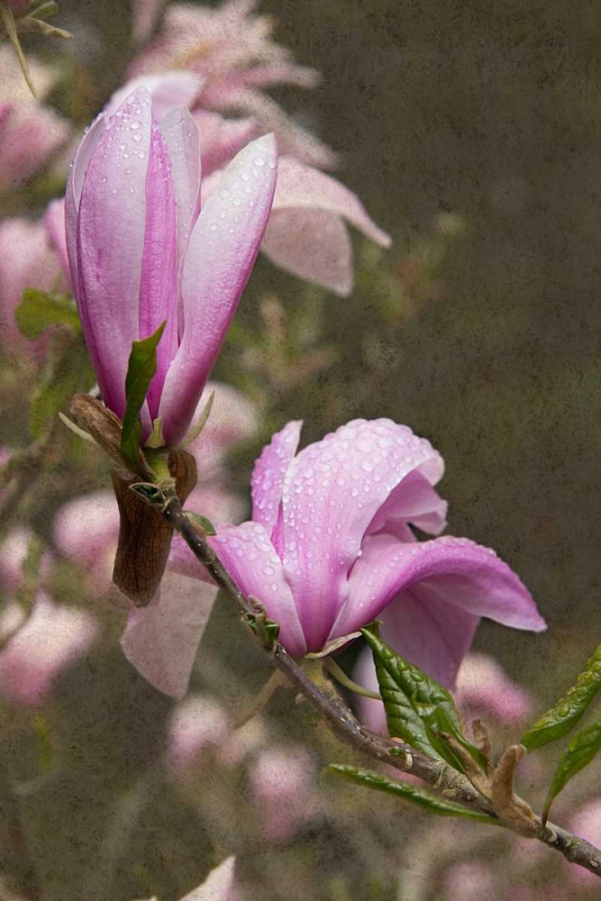 Pink Tulip Tree I art print by George Johnson for $57.95 CAD