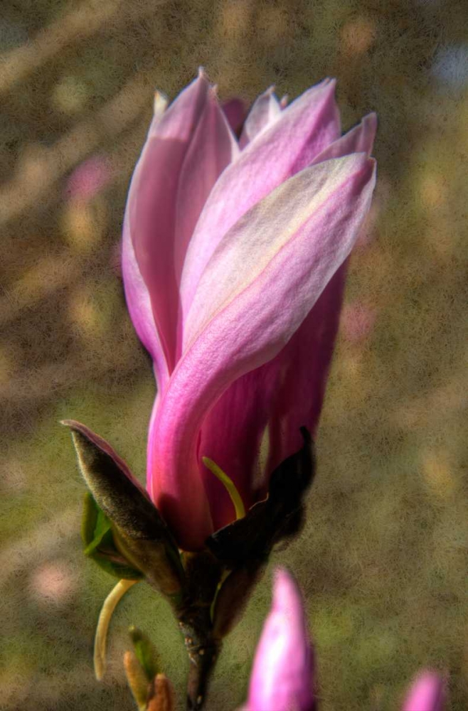 Pink Tulip Tree II art print by George Johnson for $57.95 CAD