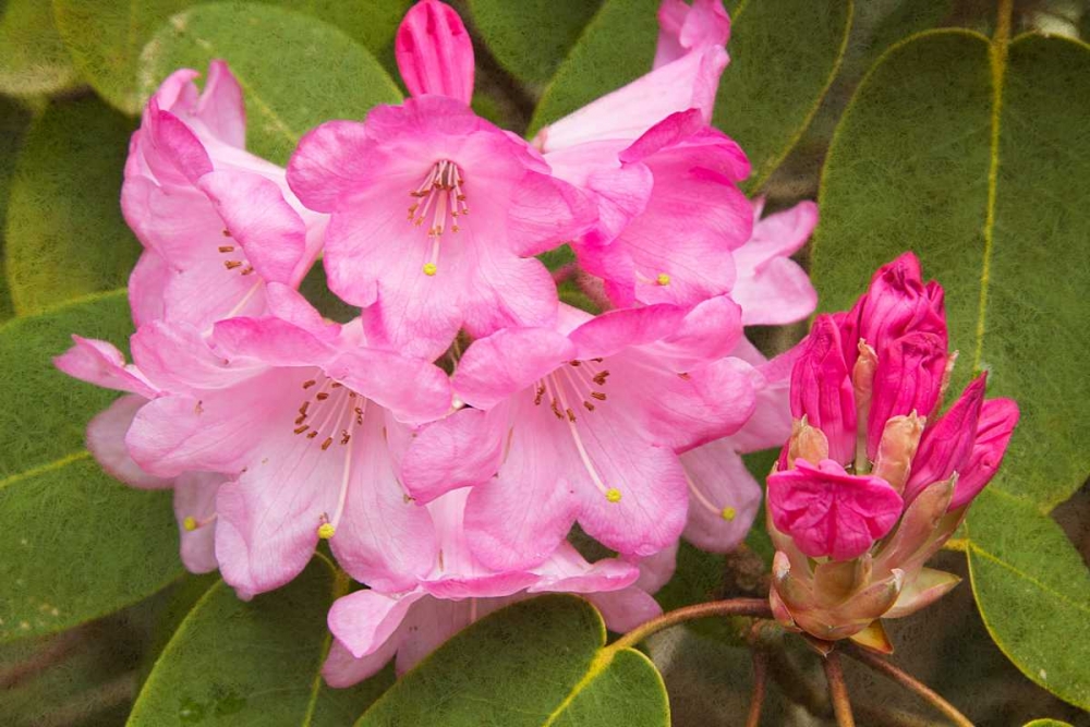 Rhododendron I art print by George Johnson for $57.95 CAD