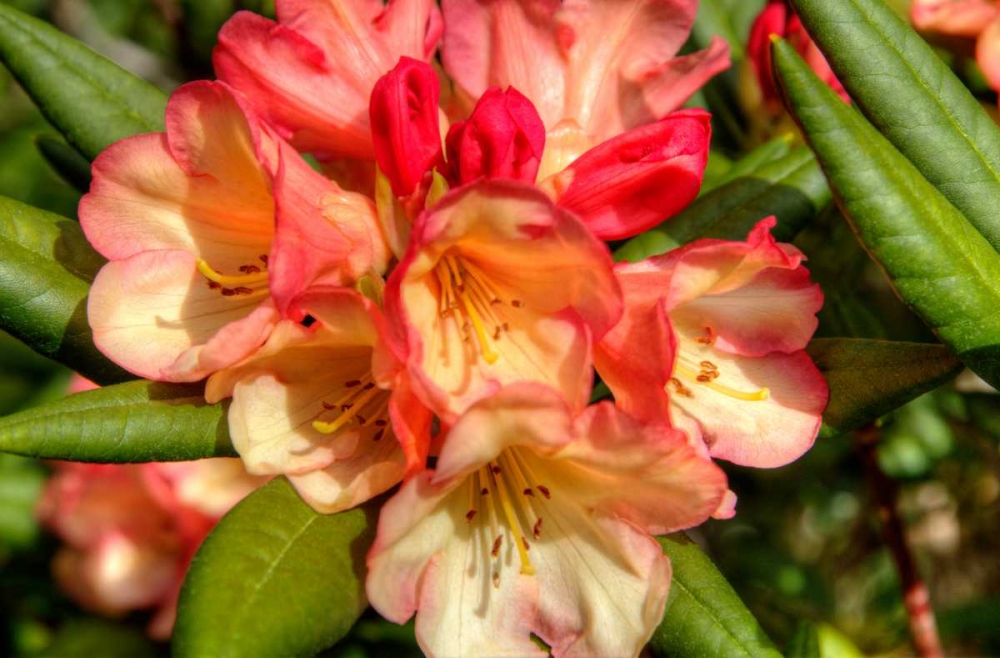 Rhododendron II art print by George Johnson for $57.95 CAD